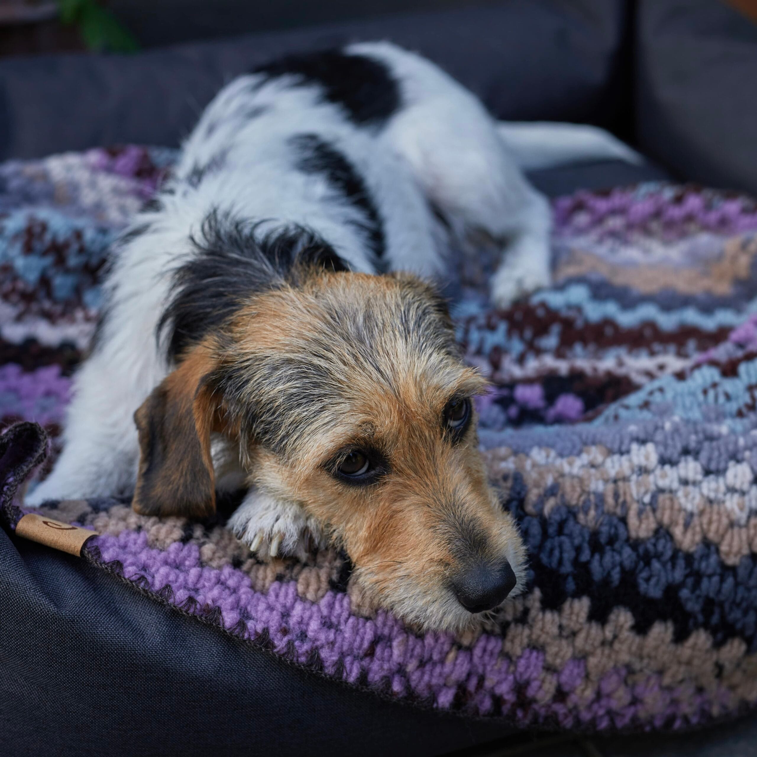 CLOUD7 pledas  šunims "Woodstock"